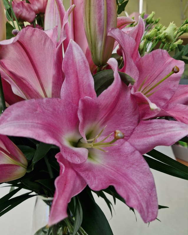 Lily Lover Vase in Pink