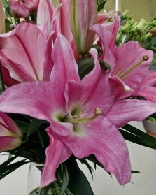 Lily Lover Vase in Pink