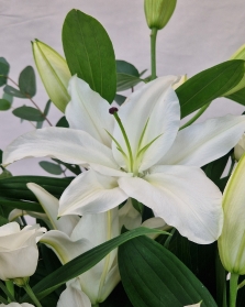 Lily Lover Vase in White
