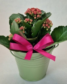 Luxury RHS Gift Basket